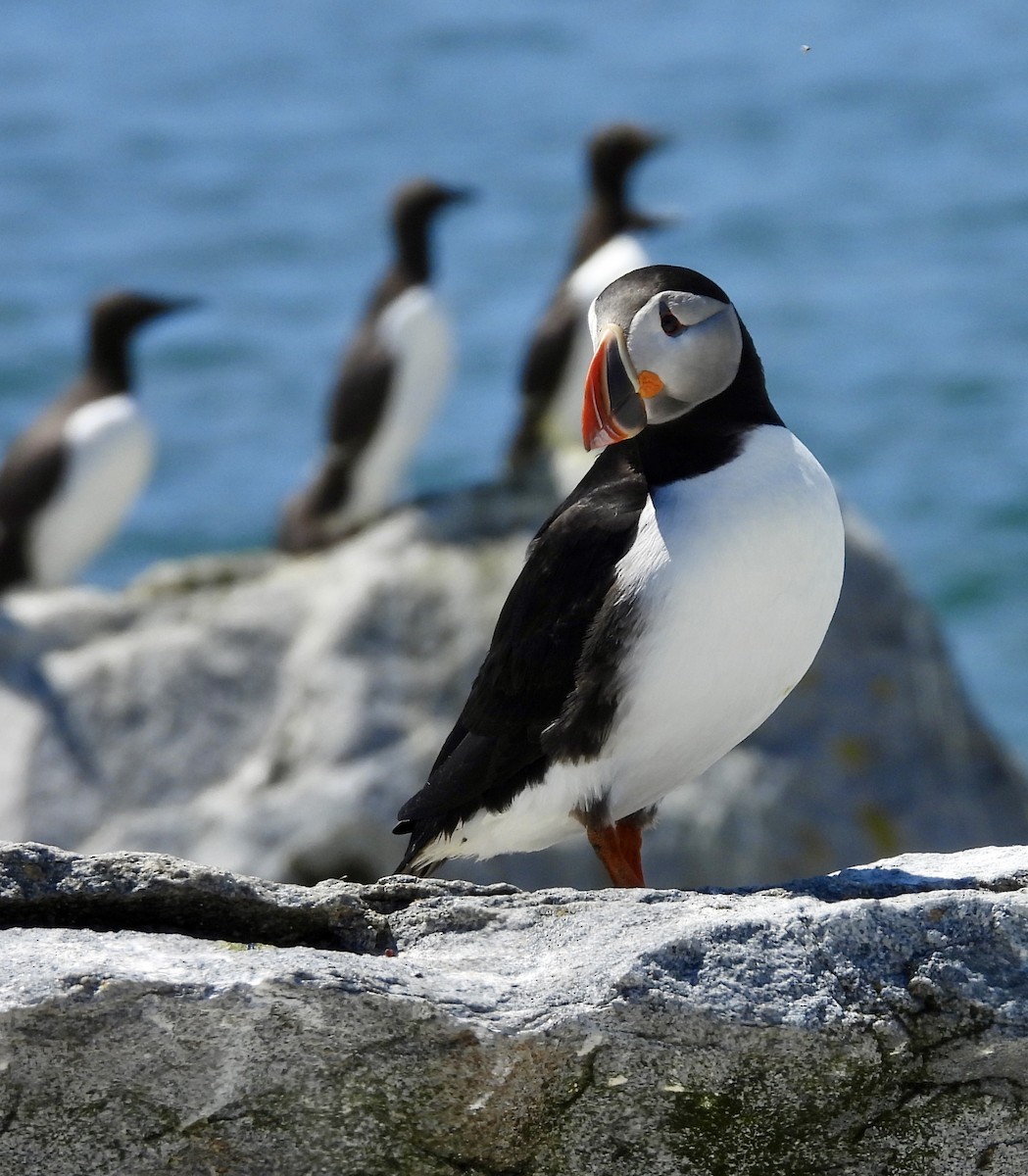 Atlantic Puffin - ML659360408