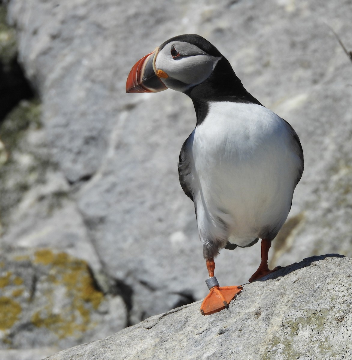 Atlantic Puffin - ML659360409