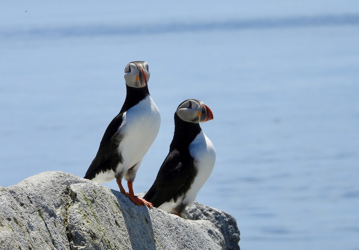 Atlantic Puffin - ML659360410