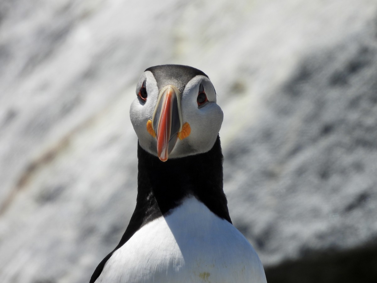 Atlantic Puffin - ML659360411