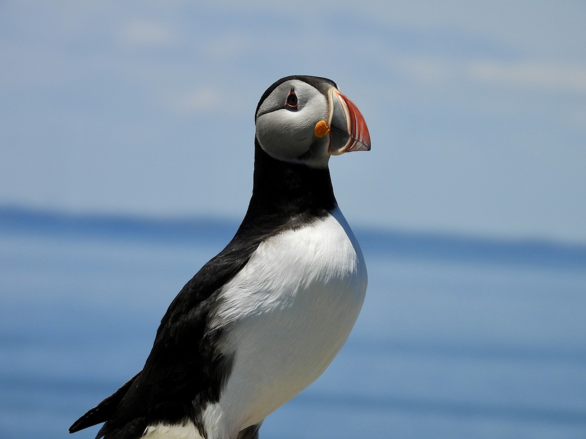 Atlantic Puffin - ML659360412