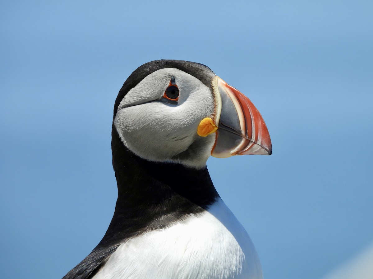 Atlantic Puffin - ML659360413
