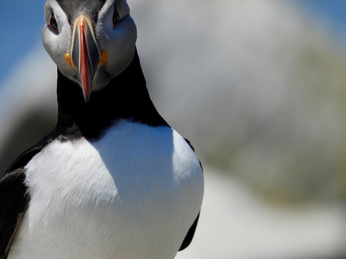 Atlantic Puffin - ML659360414