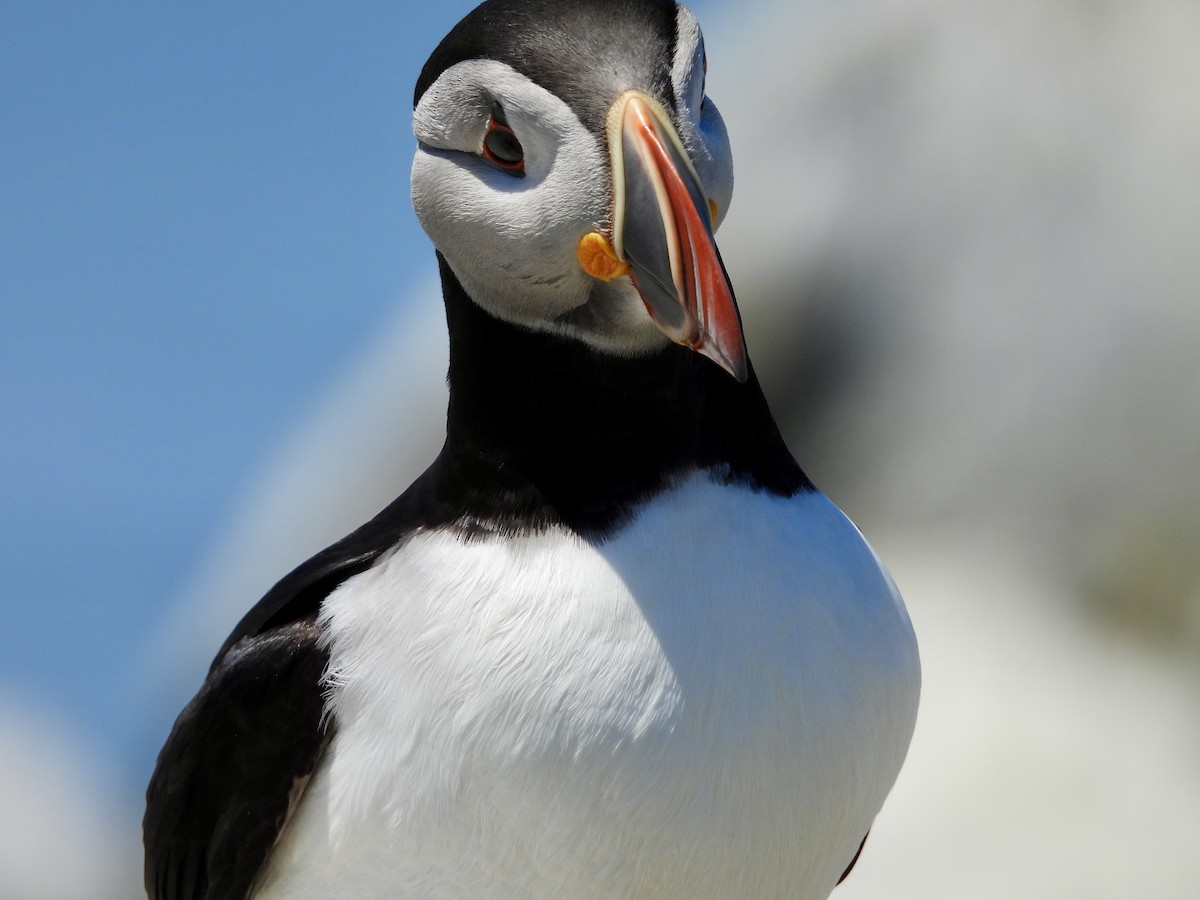 Atlantic Puffin - ML659360415