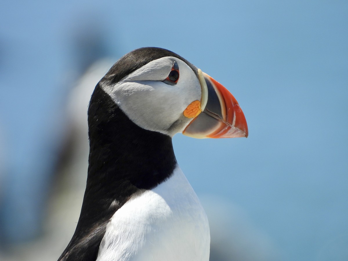Atlantic Puffin - ML659360416