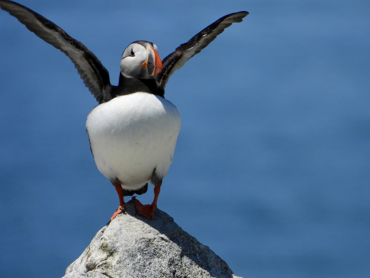 Atlantic Puffin - ML659360417