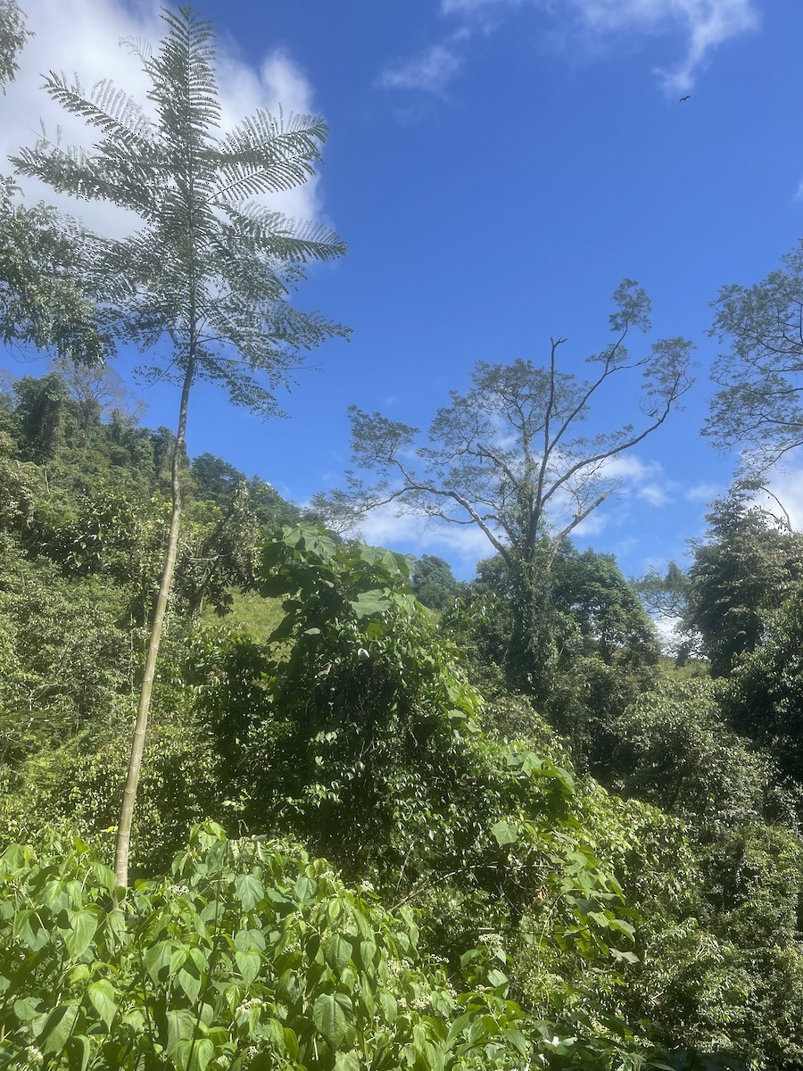 null - ML659360891