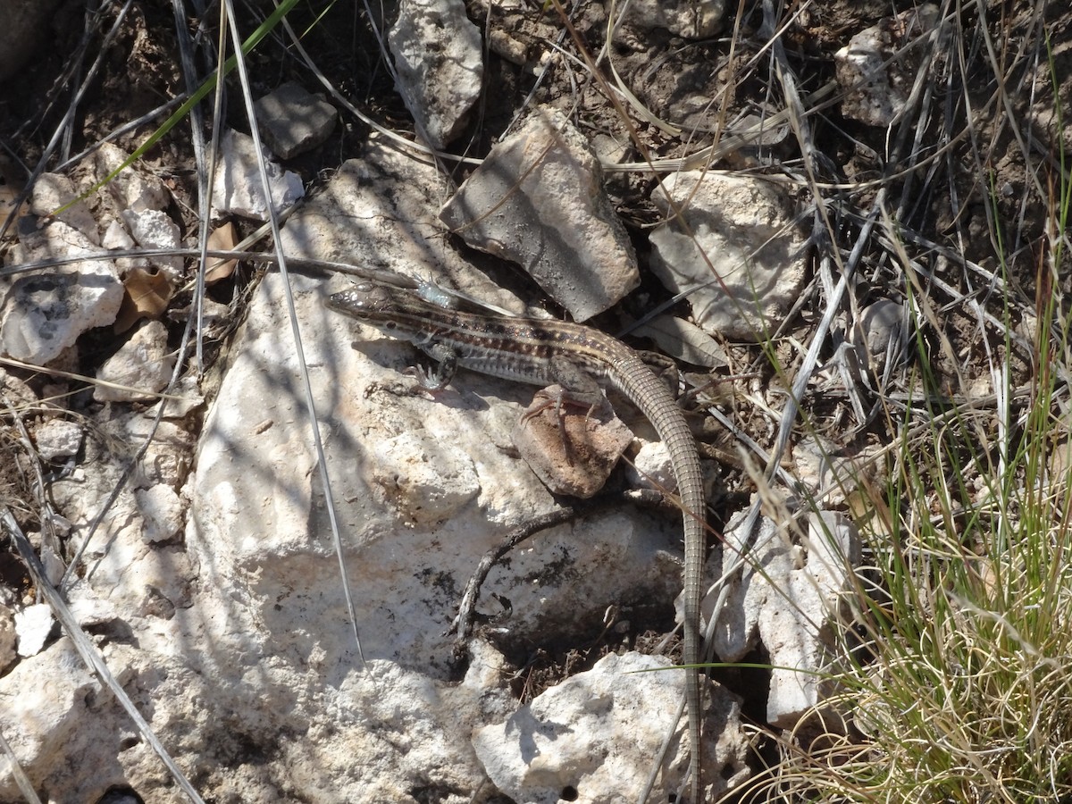 Chihuahuan Spotted Whiptail - ML659361104