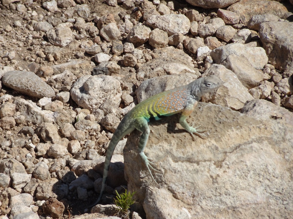Greater Earless Lizard - ML659361105
