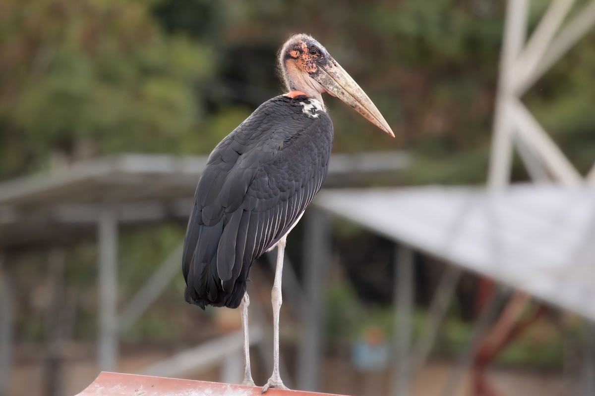 marabu africký - ML659361233
