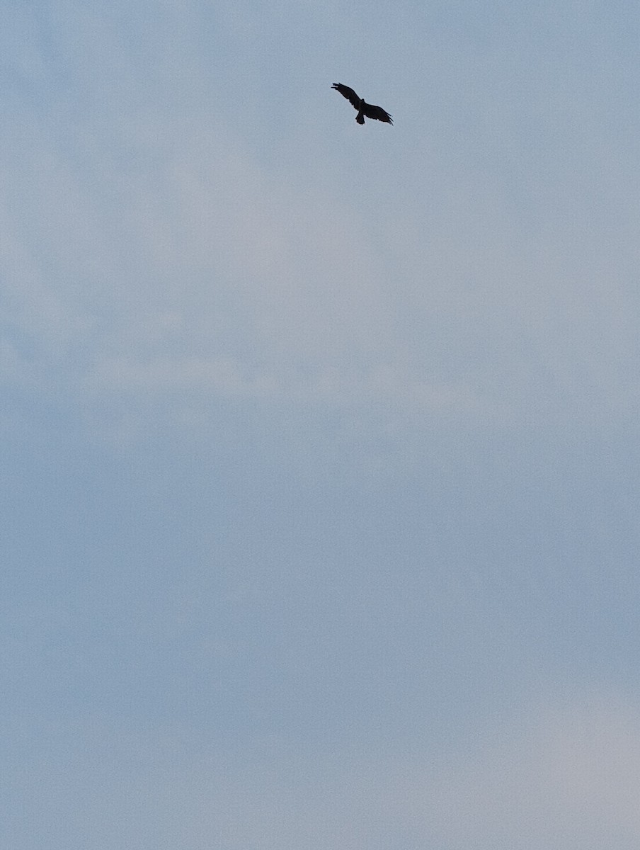 Black Kite - ML659361921