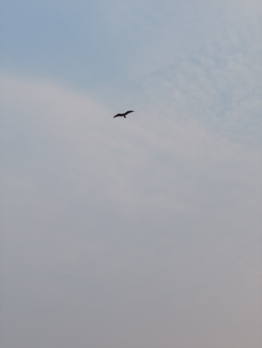 Black Kite - ML659361922