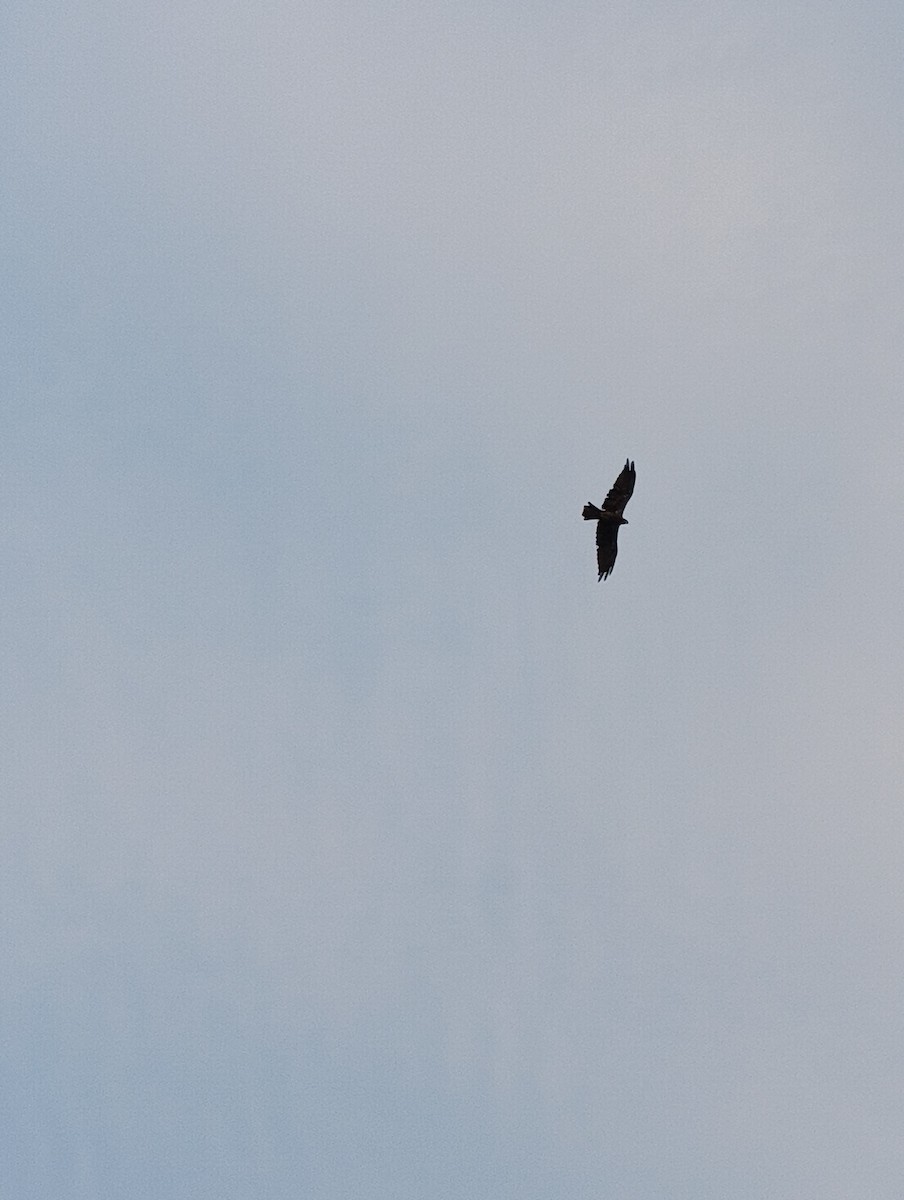 Black Kite - ML659361923