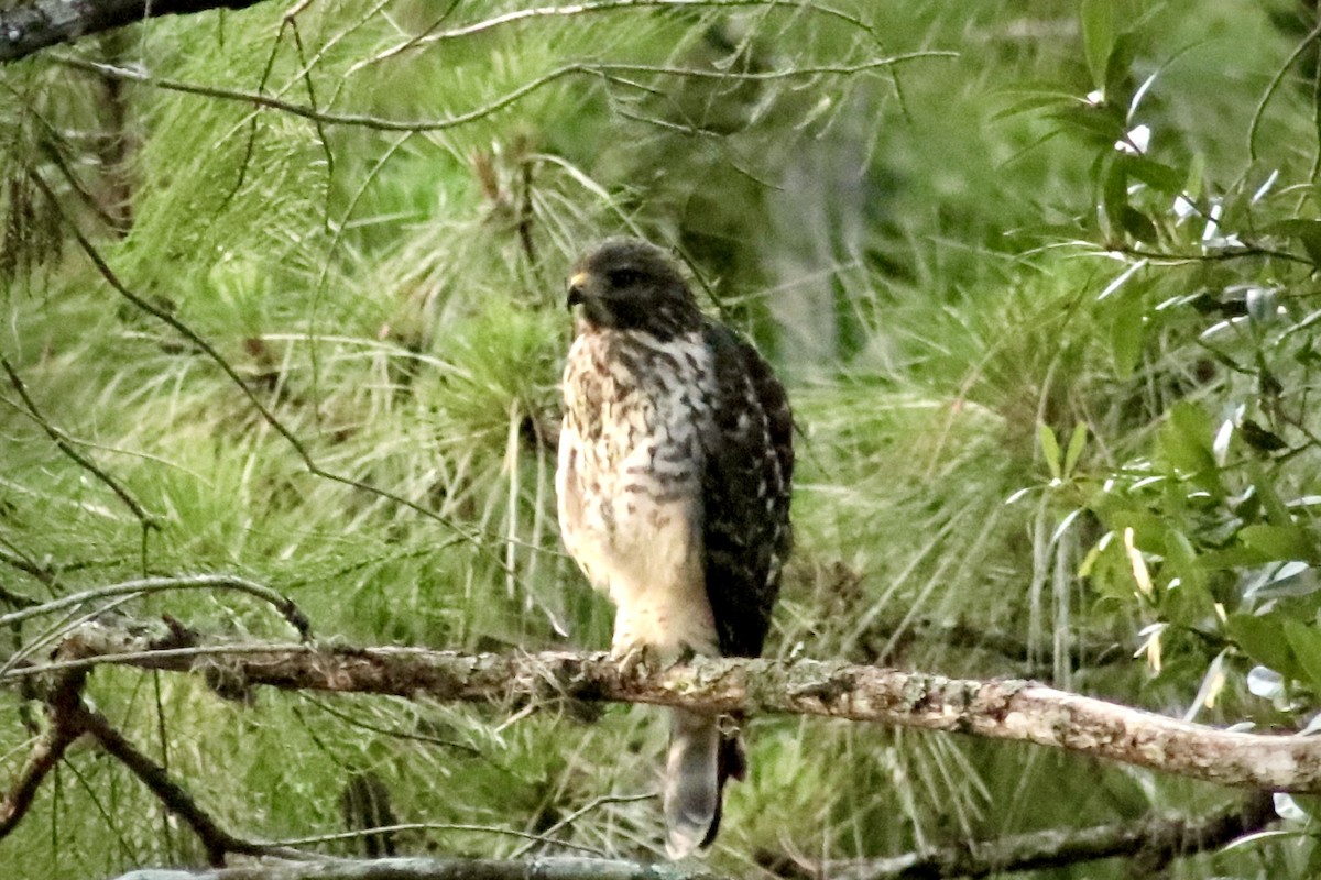 Red-shouldered Hawk - ML659362151