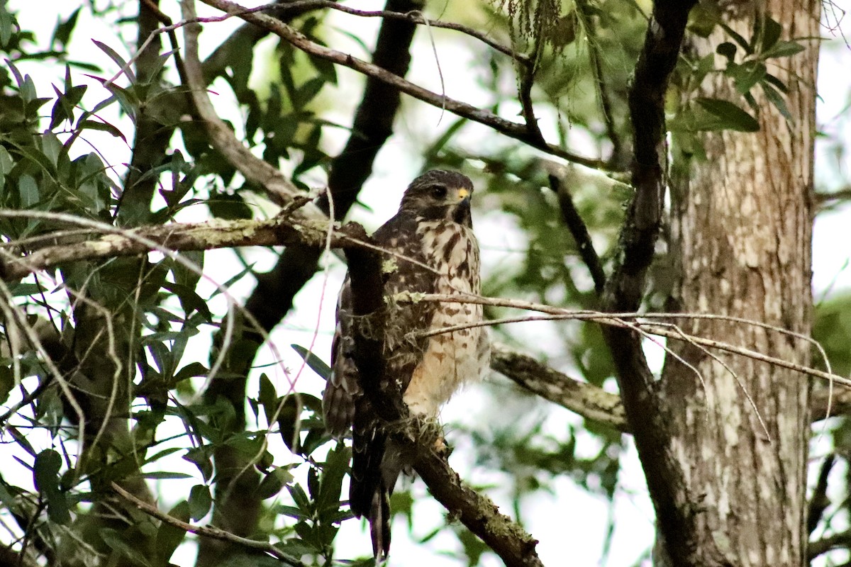 Red-shouldered Hawk - ML659362152