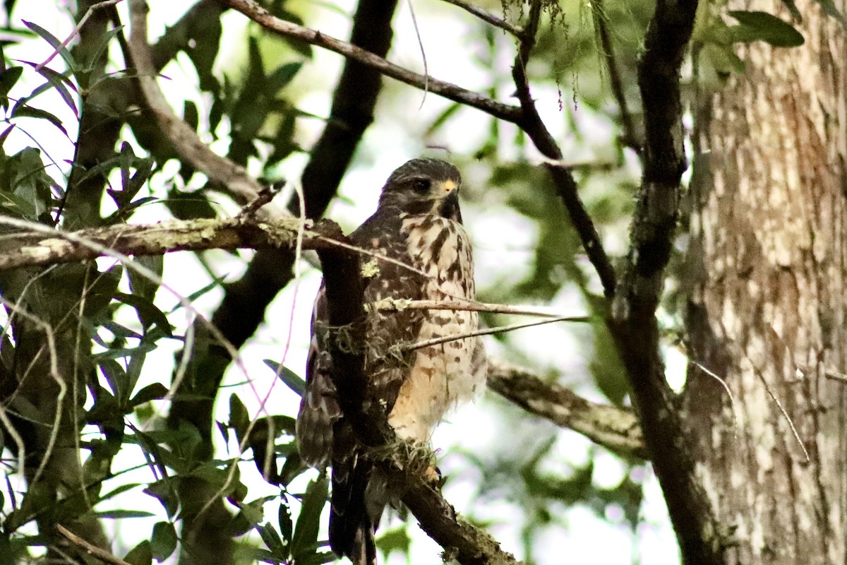 Red-shouldered Hawk - ML659362153