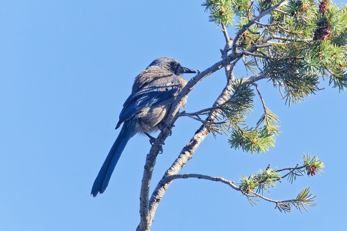 Woodhouse's Scrub-Jay (Woodhouse's) - ML659362342