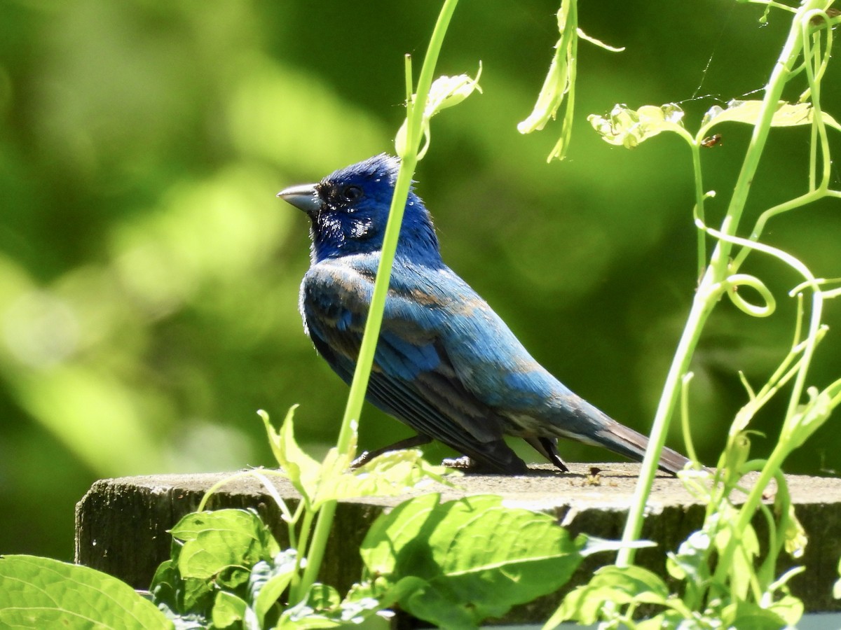 Passerin indigo - ML659362399