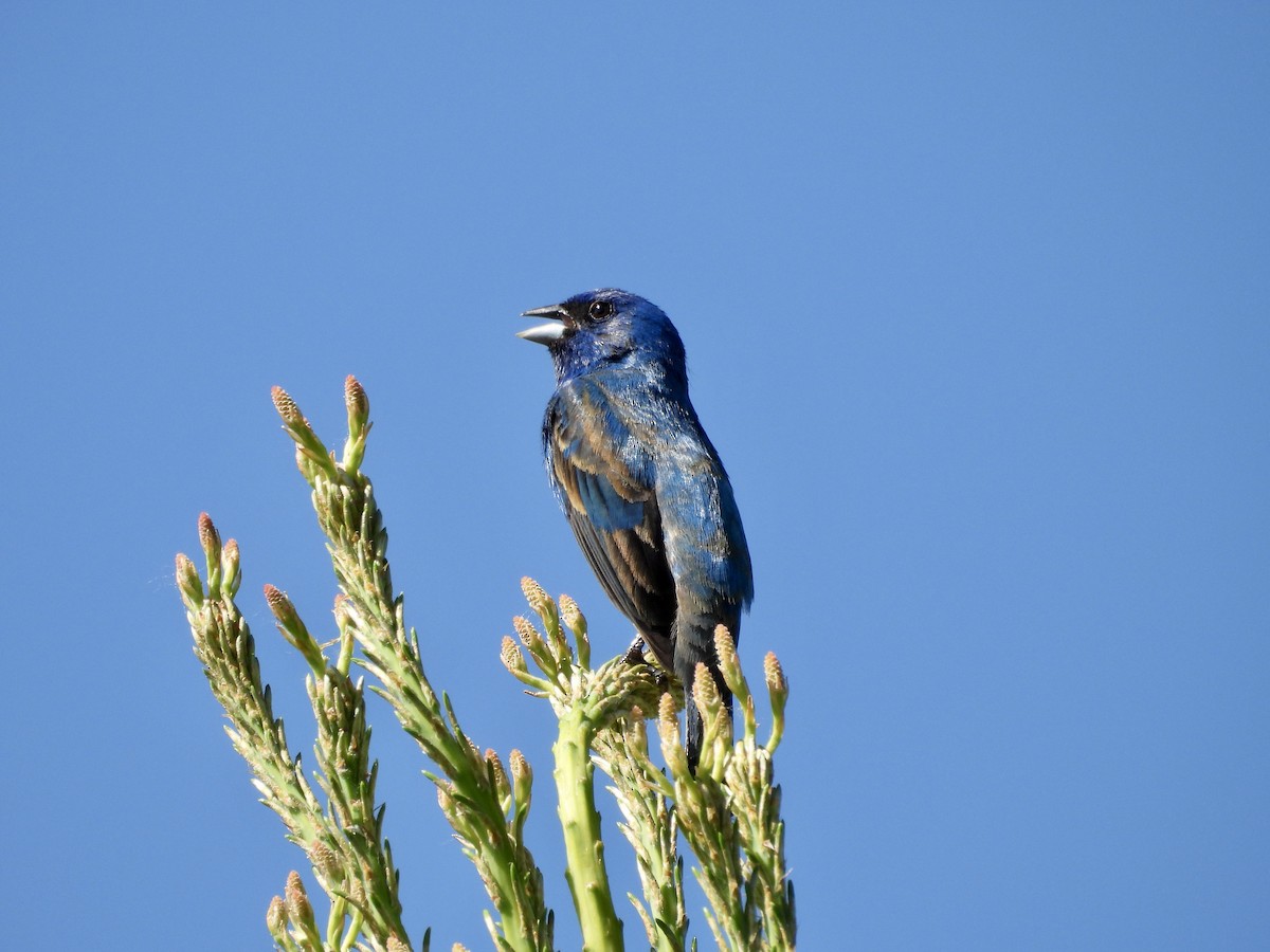 Passerin indigo - ML659362404