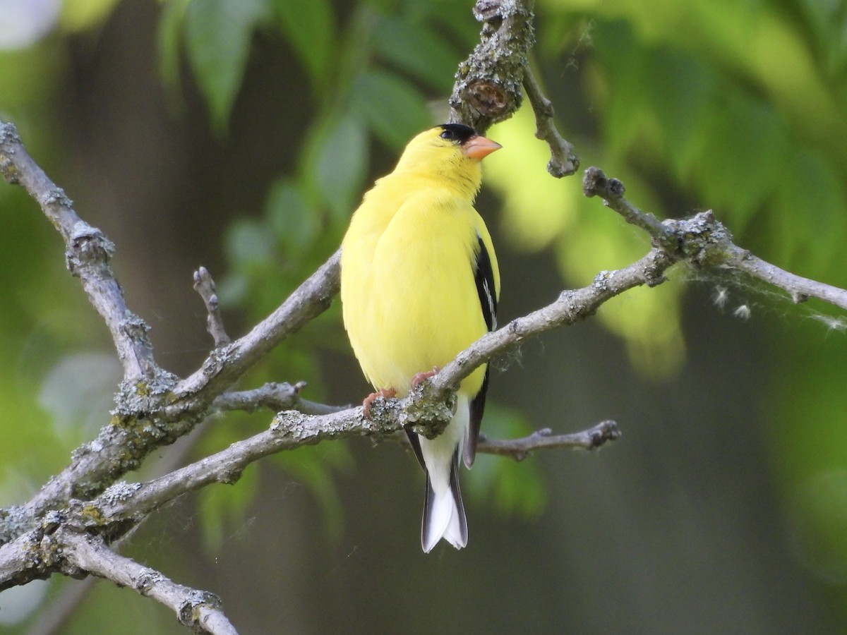 Chardonneret jaune - ML659362456