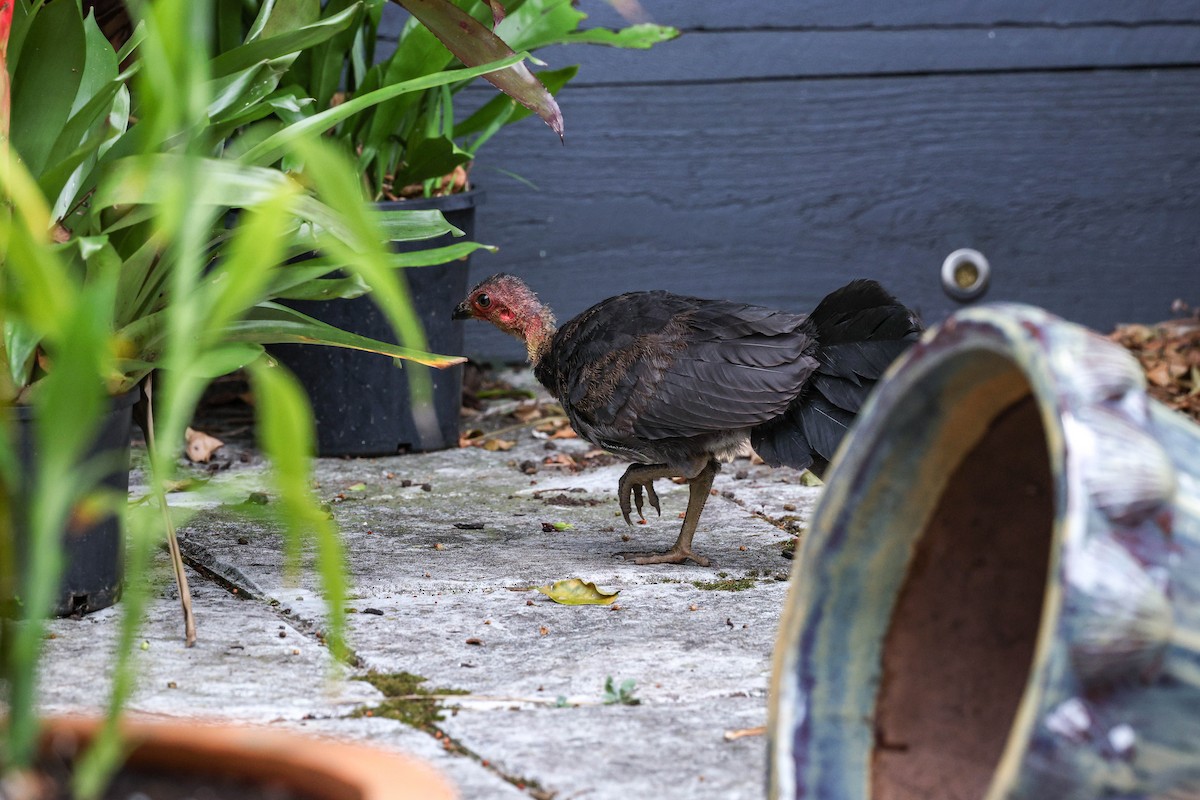 Australian Brushturkey - ML659363277