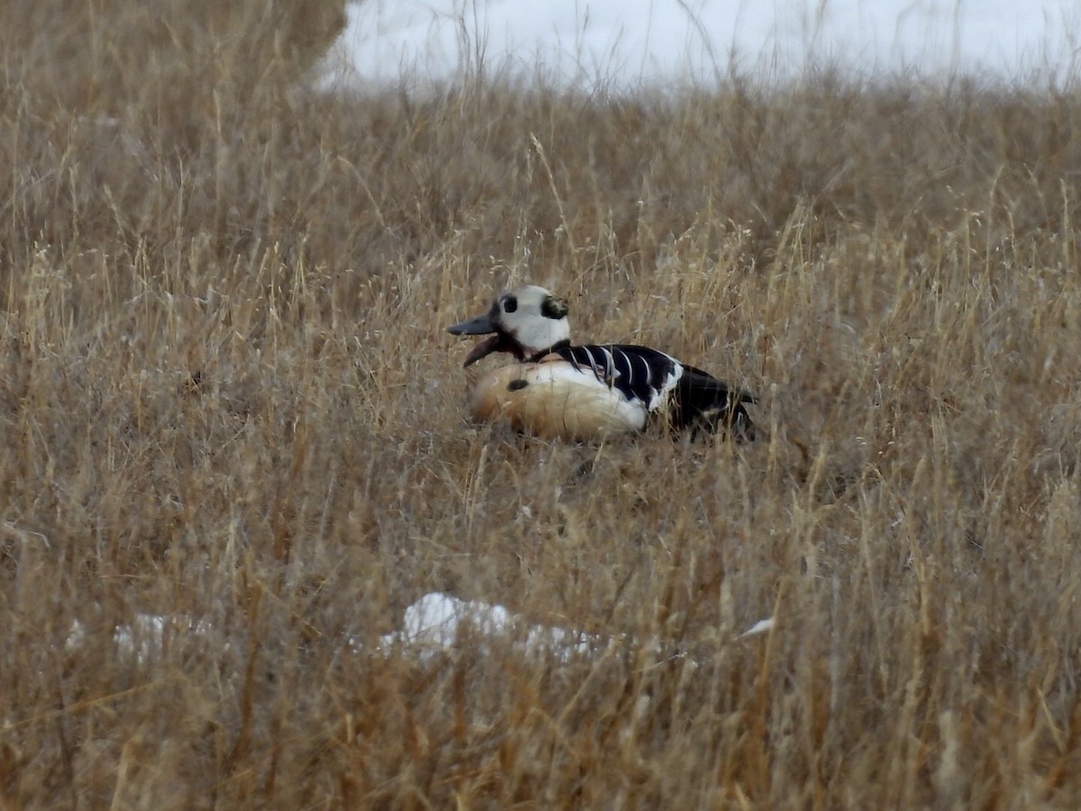 Steller's Eider - ML659363585