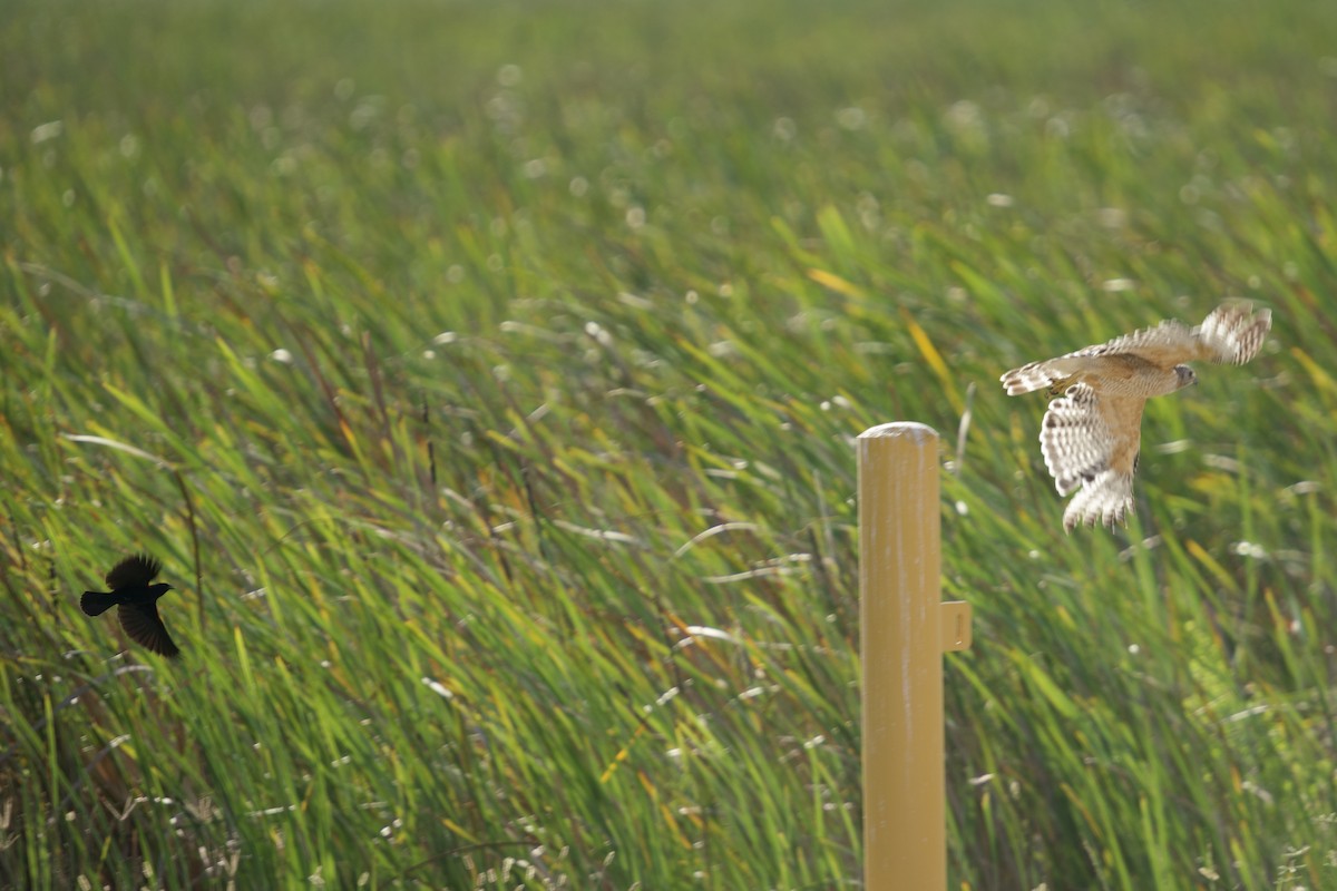 Red-shouldered Hawk - ML659363977