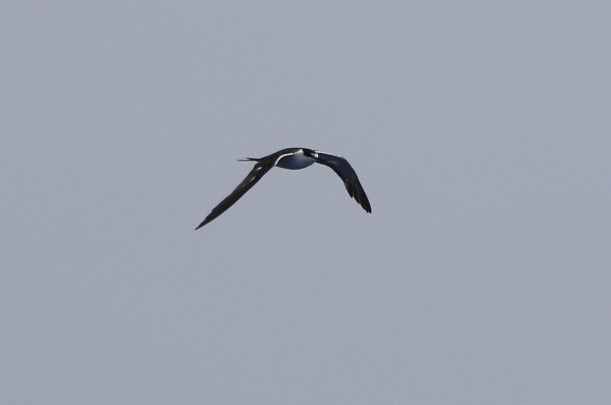 Sooty Tern - ML65936401