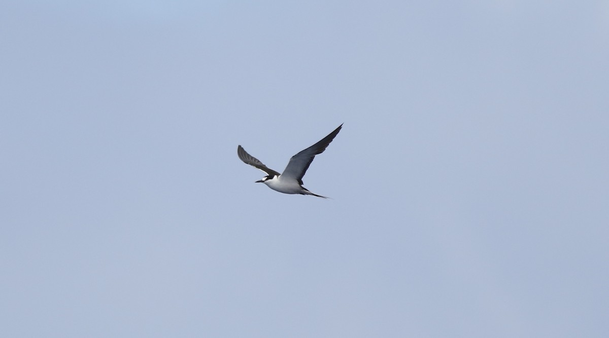 Sooty Tern - ML65936411