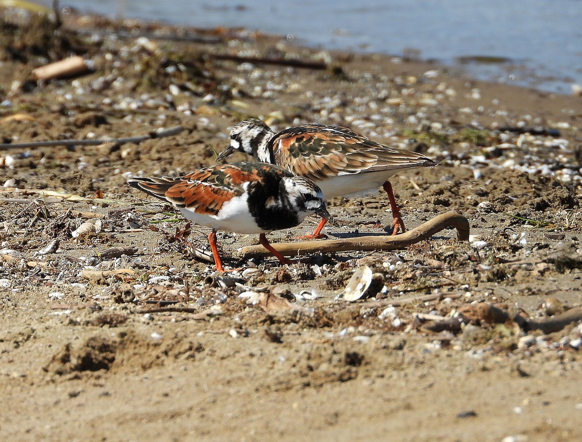 eBird Checklist - 6 Jun 2026 - Turkey Point-beach - 25 species