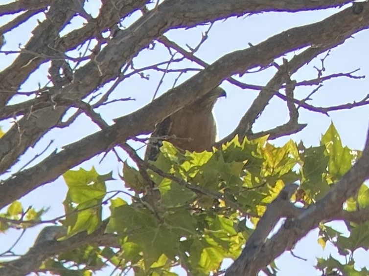 Red-shouldered Hawk - ML659364422