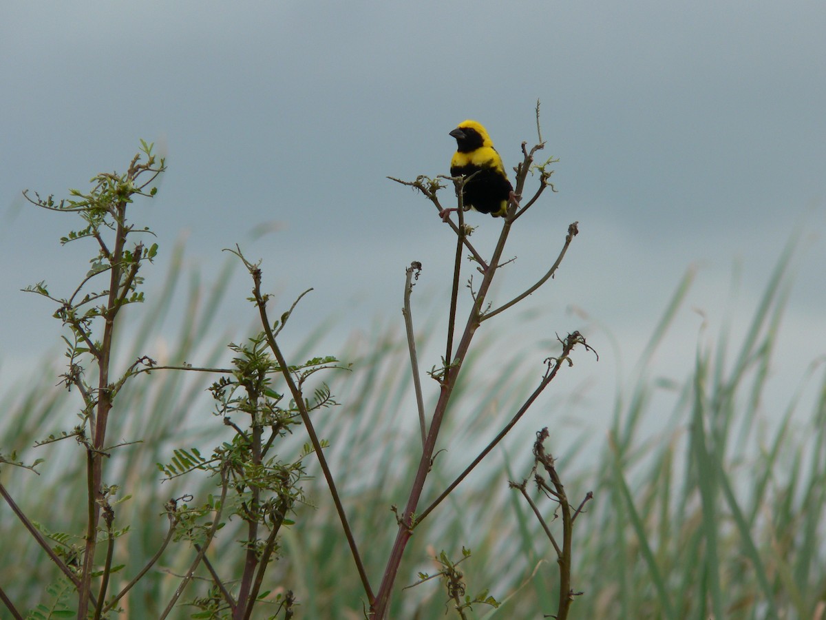 Yellow-crowned Bishop - ML659364434
