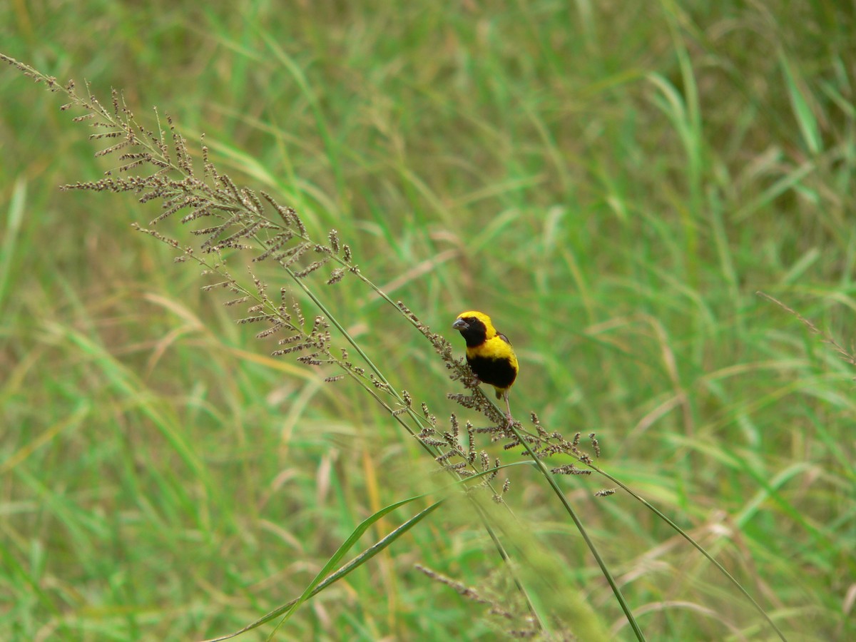 Yellow-crowned Bishop - ML659364435