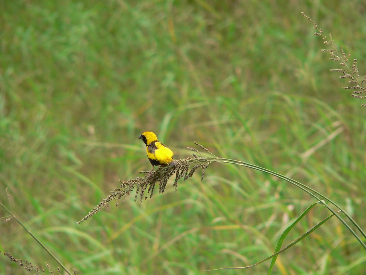 Yellow-crowned Bishop - ML659364436