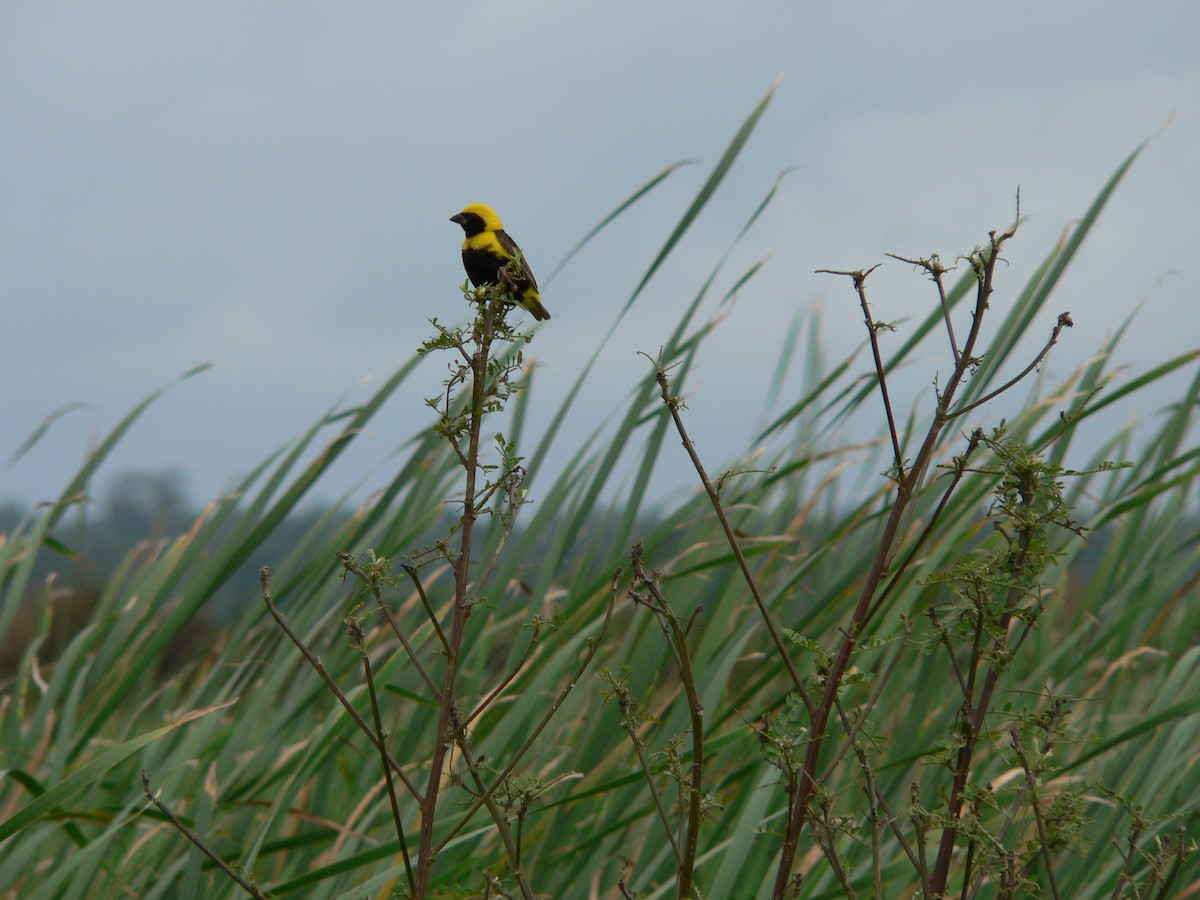 Yellow-crowned Bishop - ML659364437