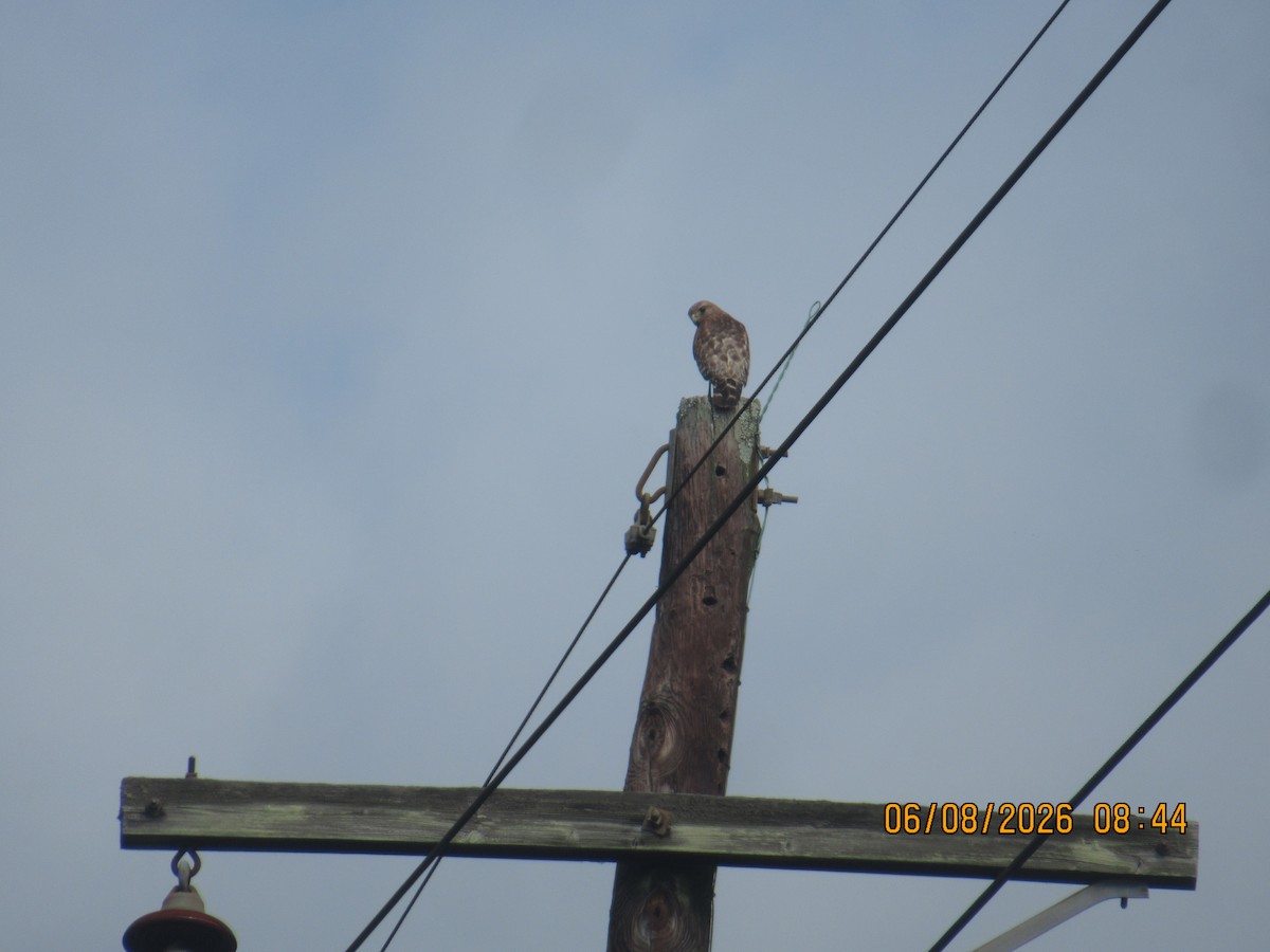Red-shouldered Hawk - ML659364605