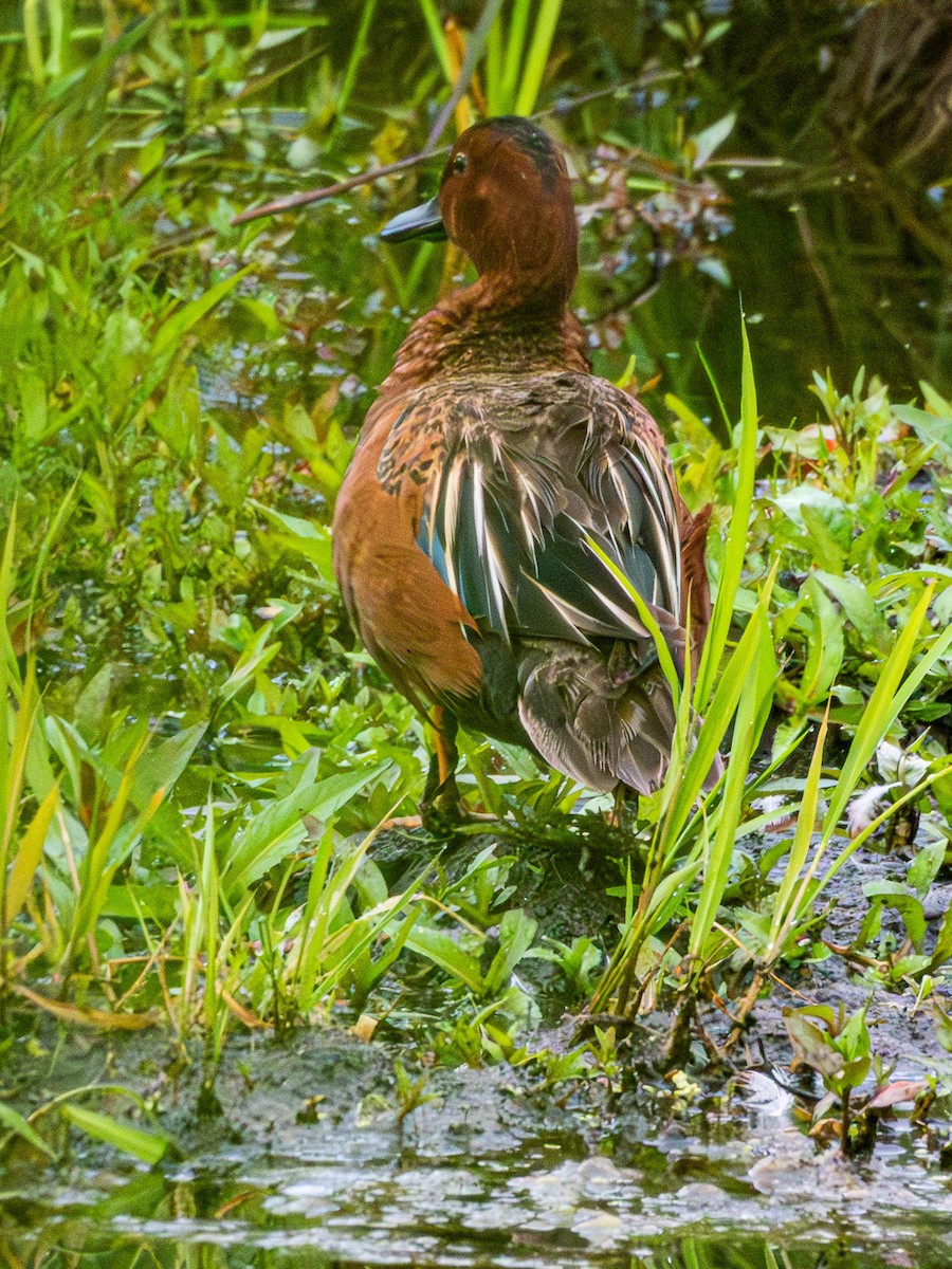アカシマアジ - ML659364637