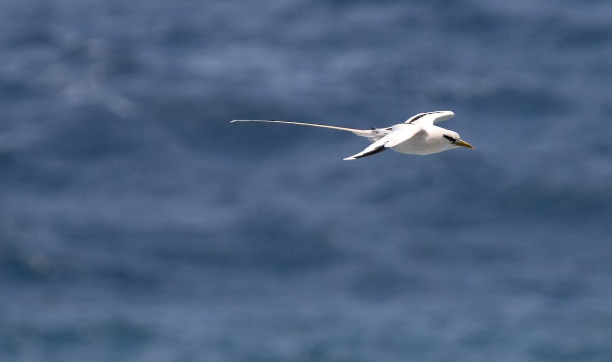 White-tailed Tropicbird - ML659364695