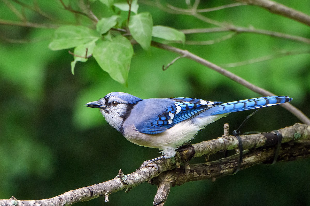 Blue Jay - Cyanocitta cristata - Media Search - Macaulay Library and eBird