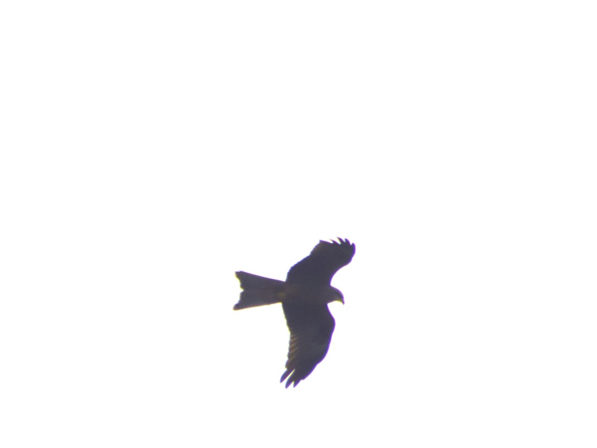 Black Kite - ML659365305