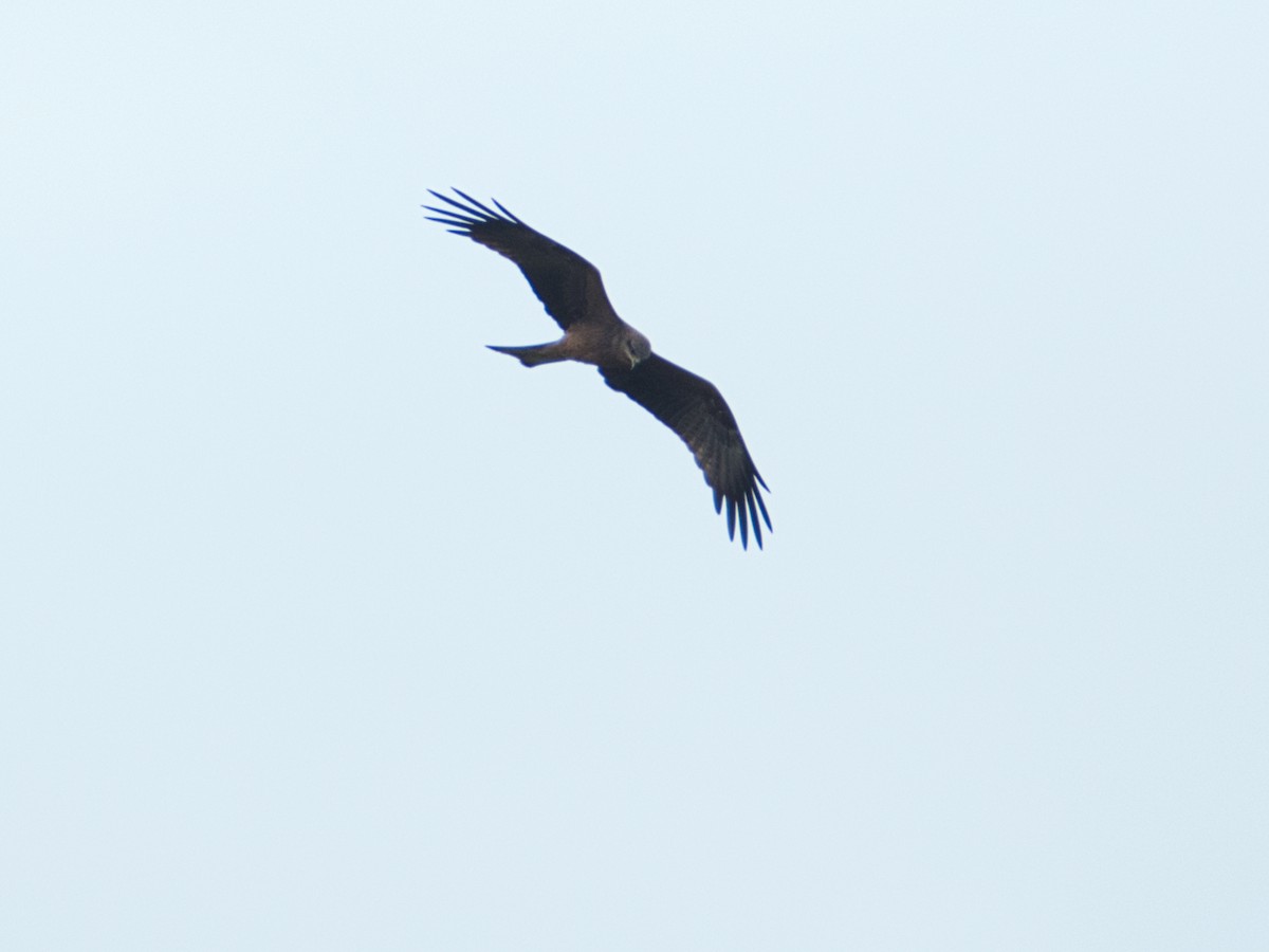 Black Kite - ML659365306