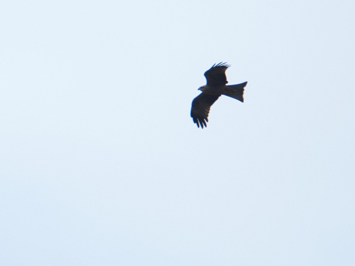 Black Kite - ML659365308