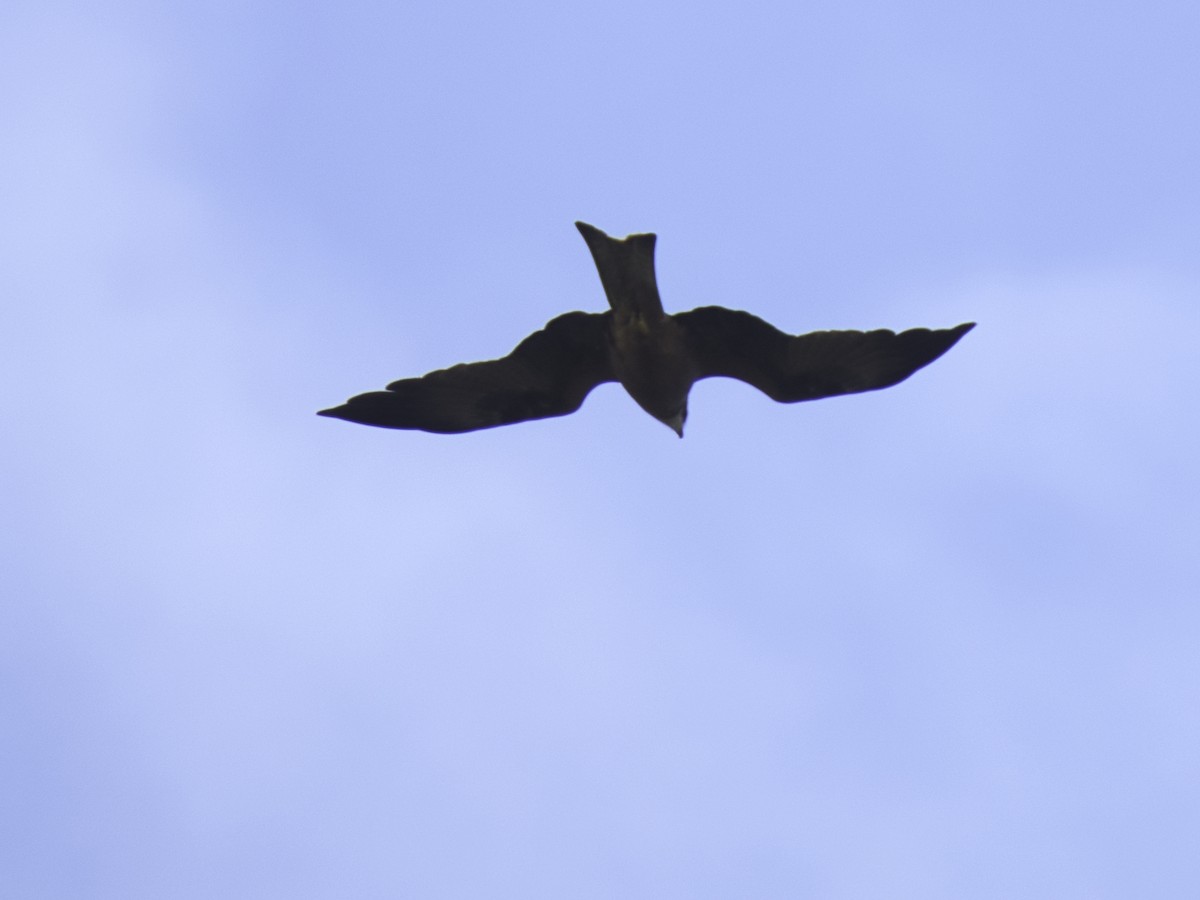 Black Kite - ML659365309