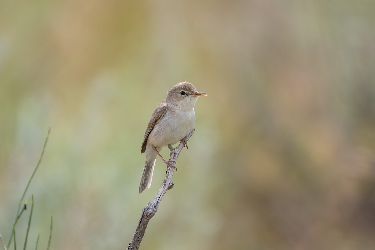 Sykes's Warbler - ML659365470