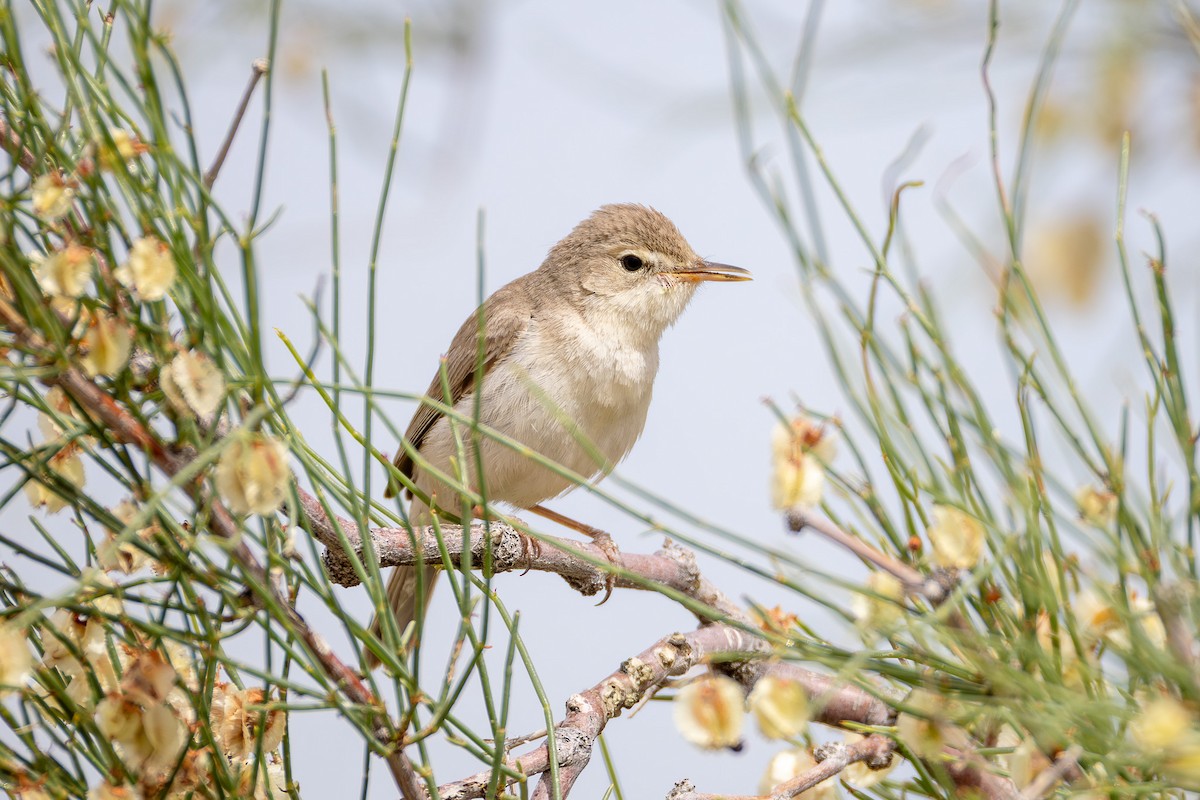 Sykes's Warbler - ML659365471