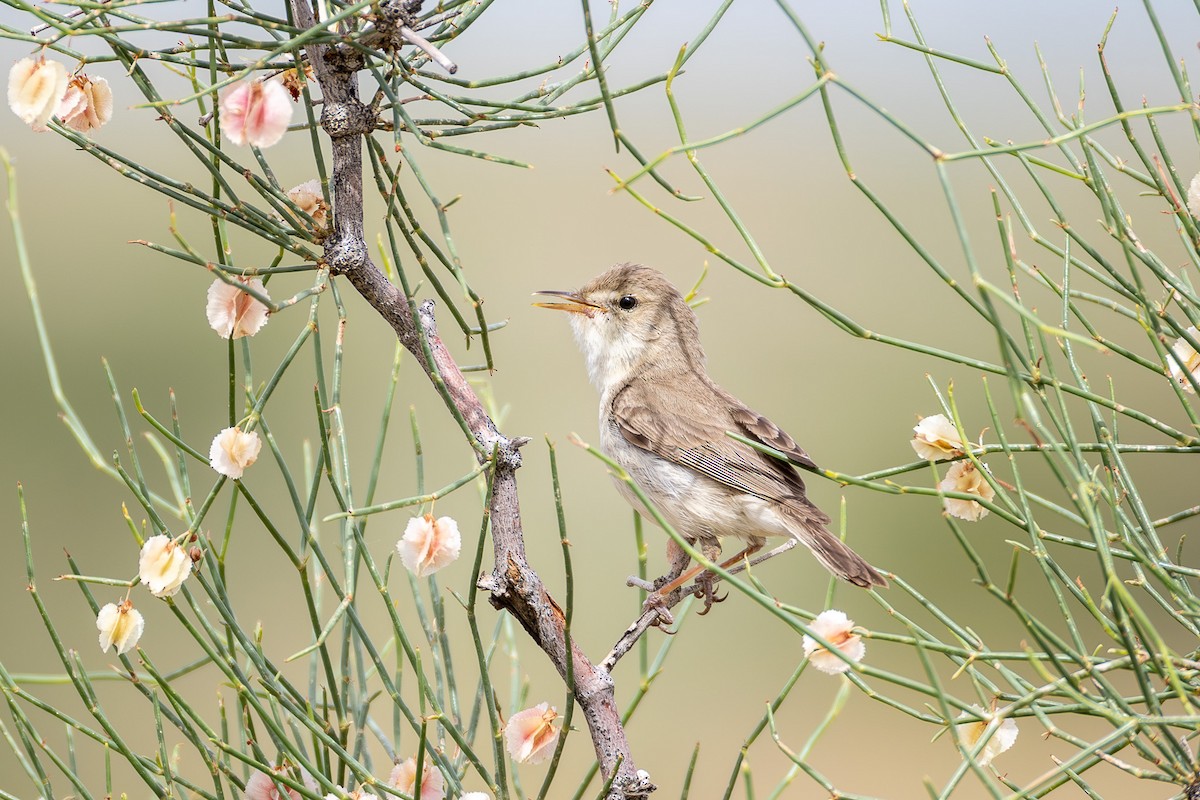Sykes's Warbler - ML659365472