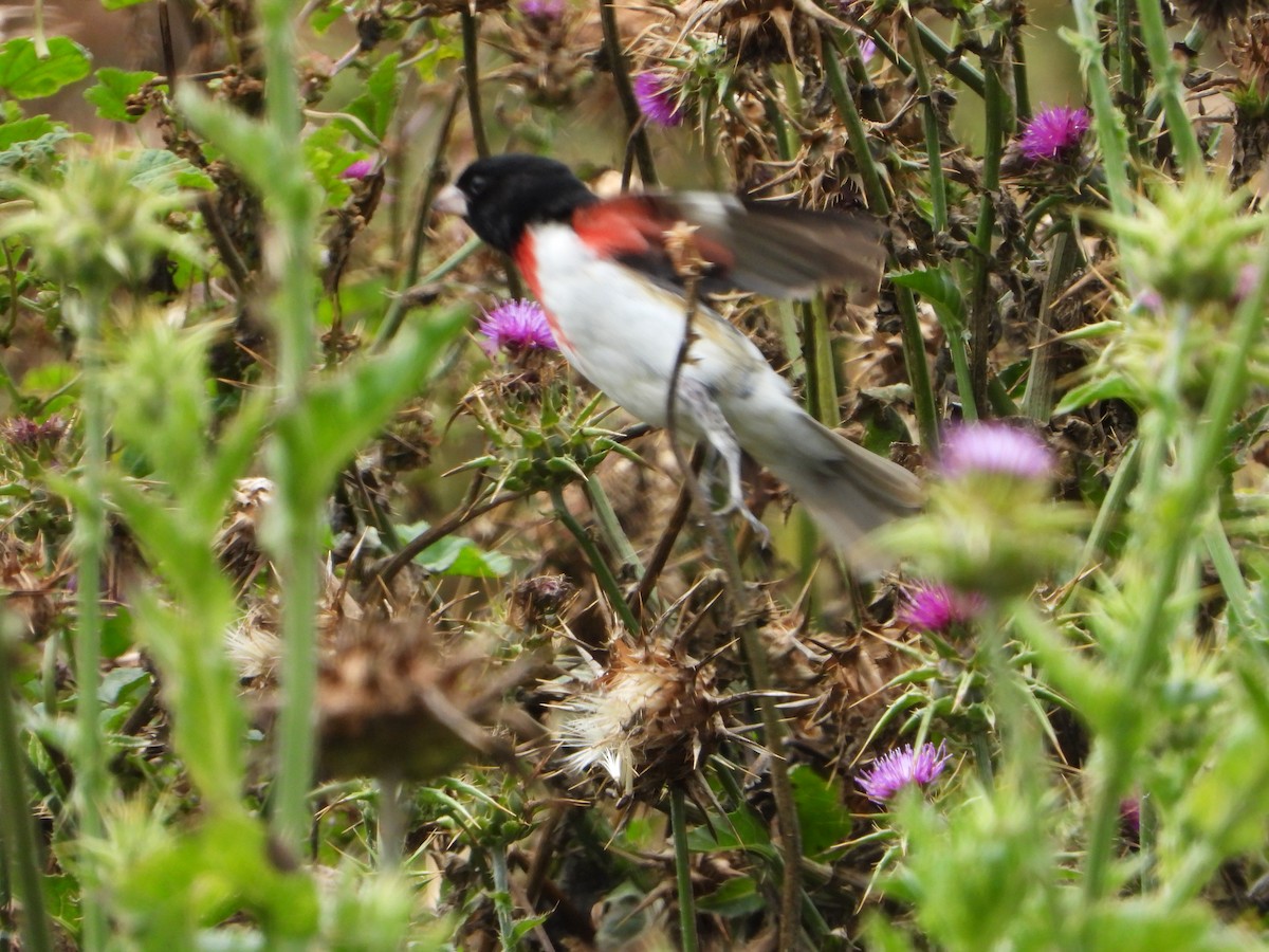 Rose-breasted Grosbeak - ML659365484