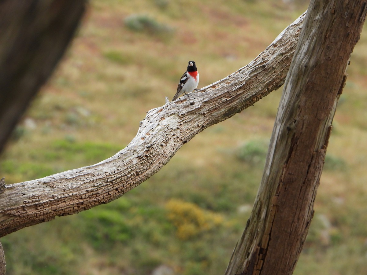 Rose-breasted Grosbeak - ML659365496