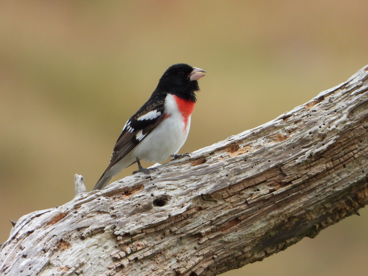 Rose-breasted Grosbeak - ML659365504