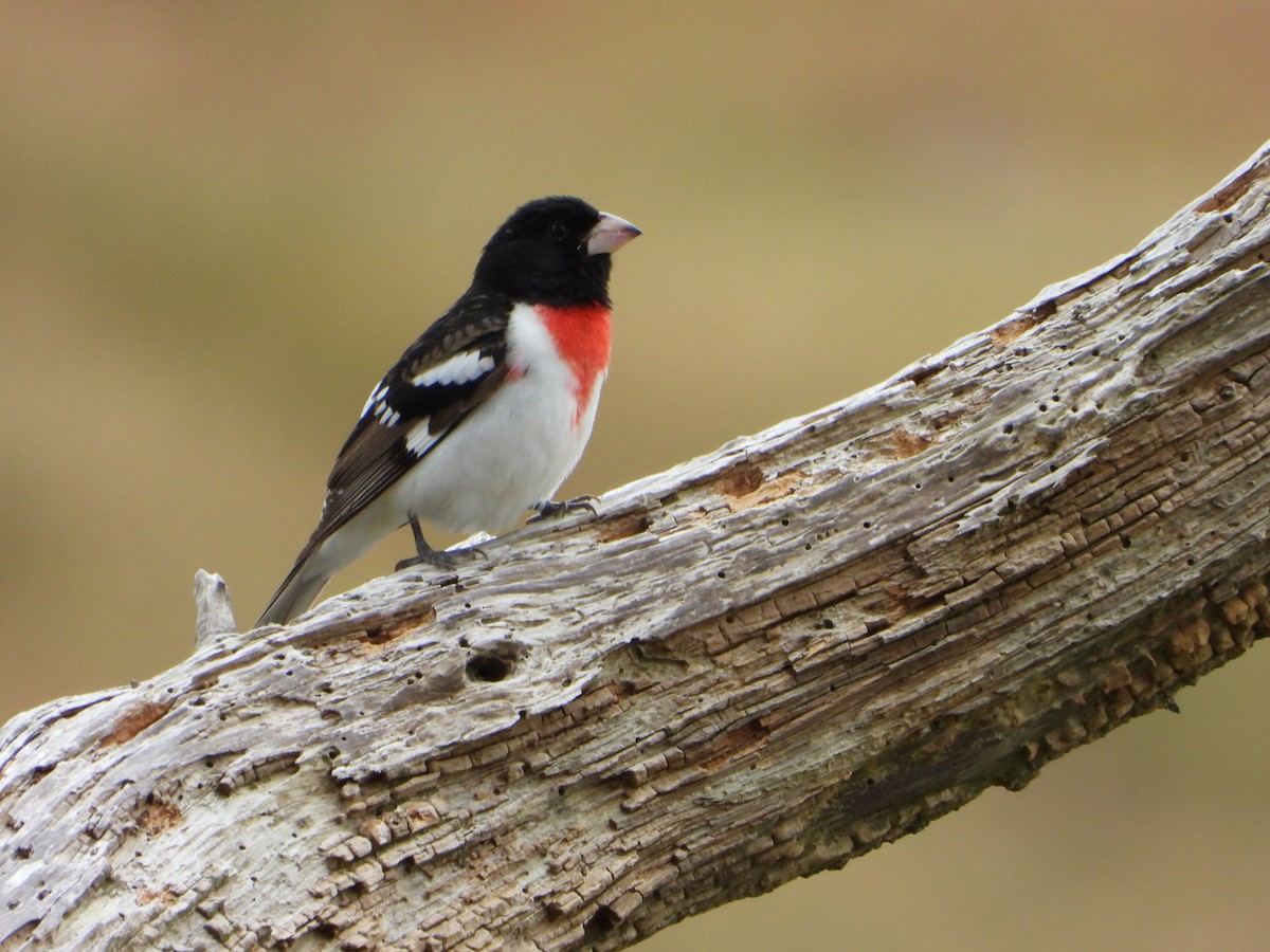 Rose-breasted Grosbeak - ML659365510
